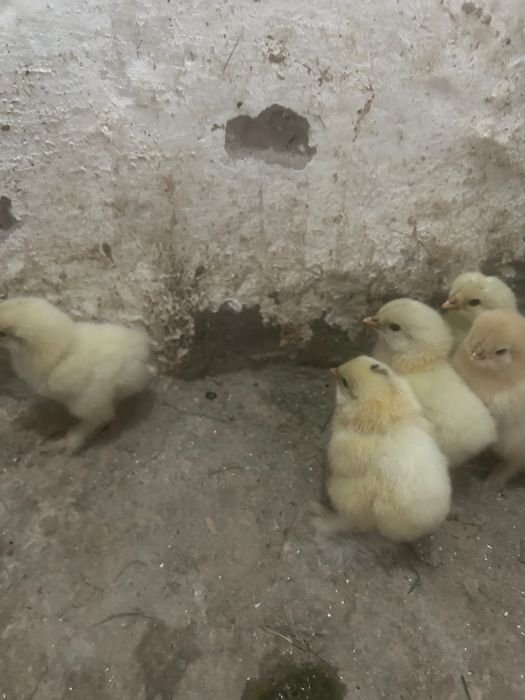 Продаются Цыплята Брама