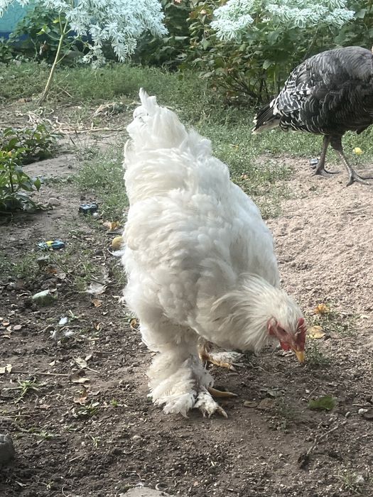 Продам молодых петухов кохинхин