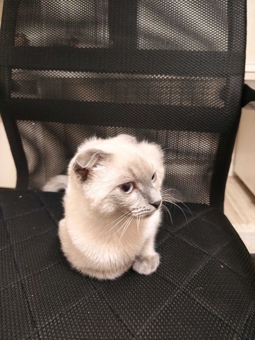 Кот 6 месяцев. Метис
