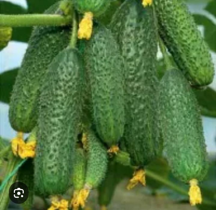 Профессиональные семена овощей