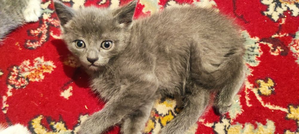 Дарю очень милых котят.