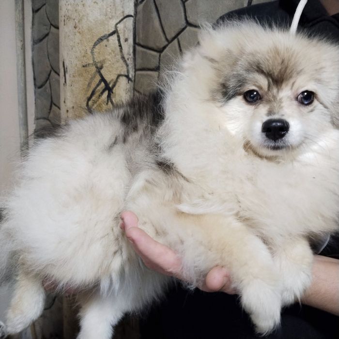 Щенок немного шпица