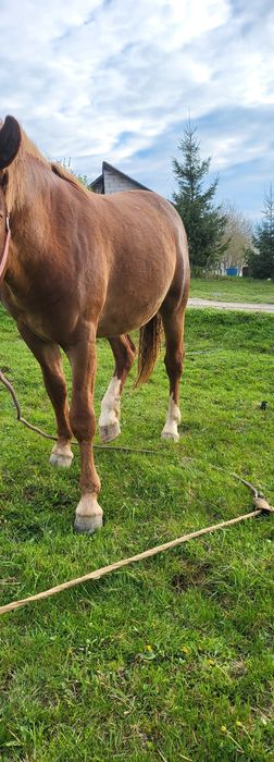 Vând mânz de 2 ani