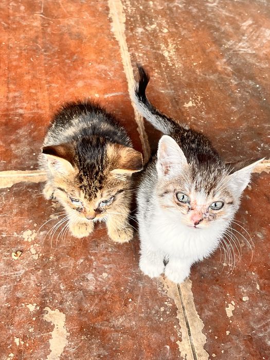 Motani si Pisici de adoptat