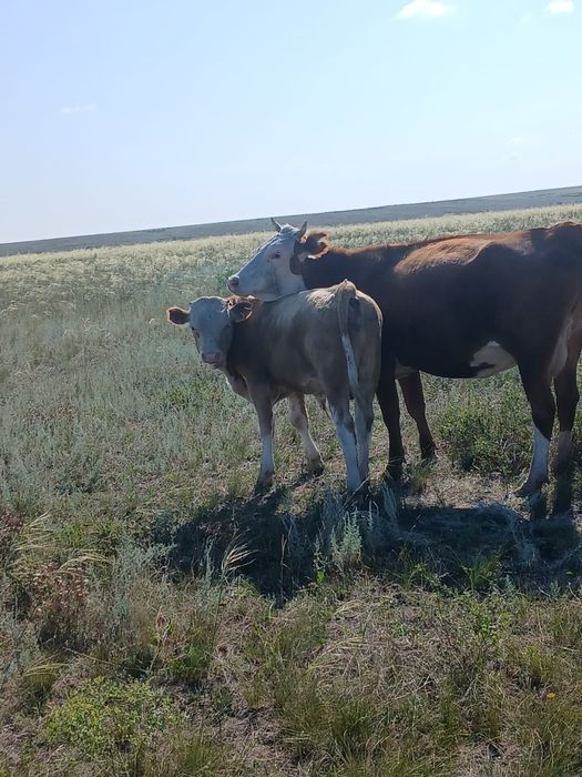 Продам подсос бычков