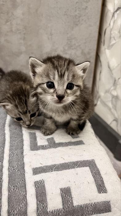 котята котята котята