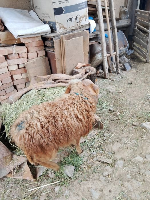 Токты, барашек, ягненок