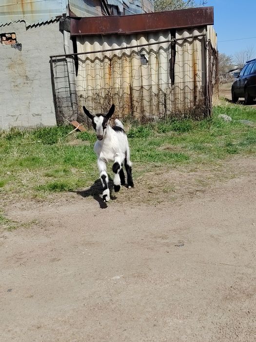 Альпийские козлята