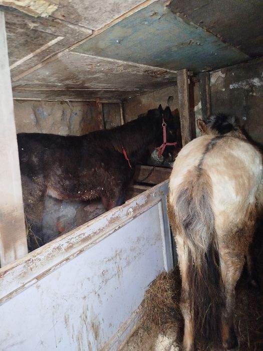 Продам кобылок .