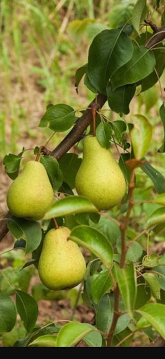 Продажа Саженцев Павлодар