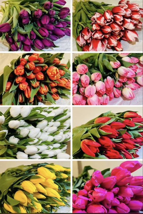 Тюльпаны ПАВЛОДАР к 8 марта