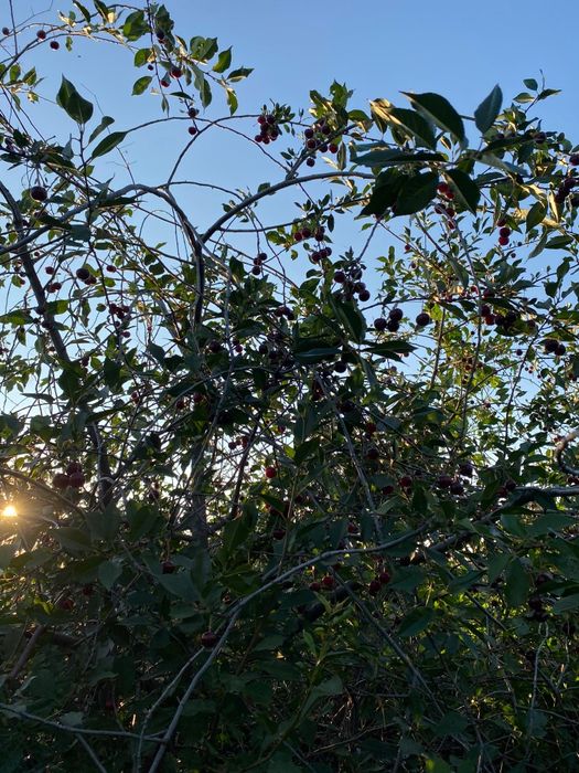 Продам дачу Здоровья