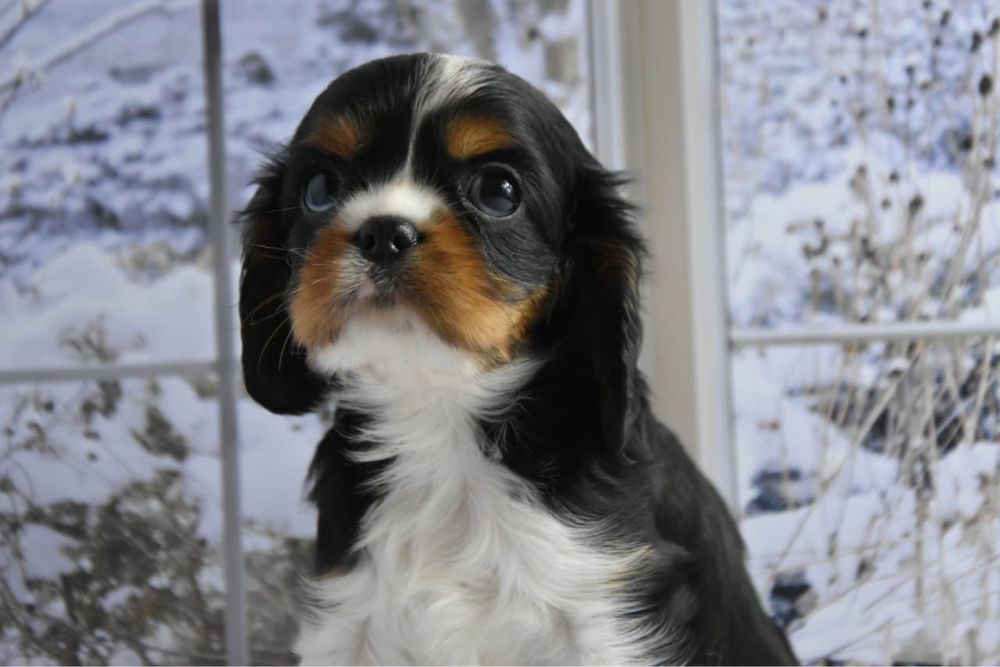 Щенки кавалер кинг чарльз спаниель