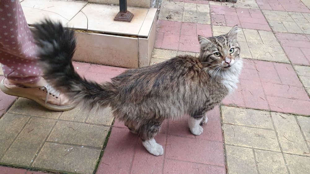 Красавец търси приемен / постоянен дом