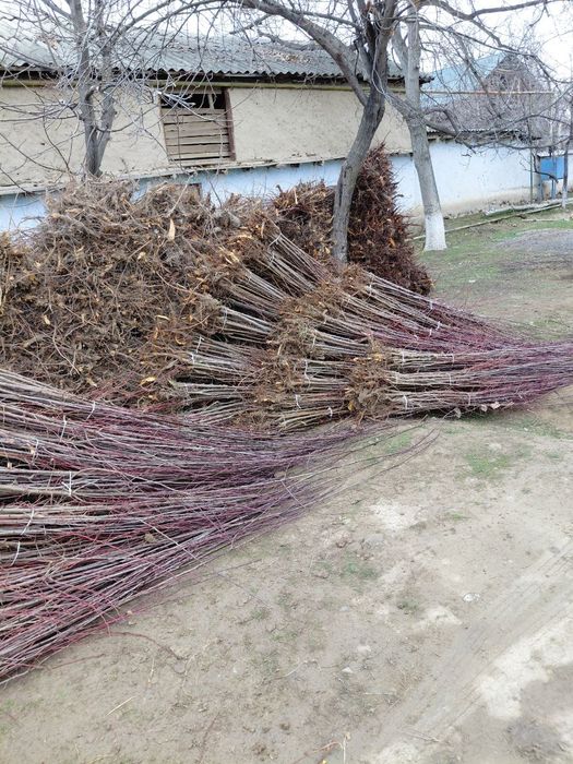 Serhosil, ishonchli g'aynoli, olxoʻri, sliva kochatlar