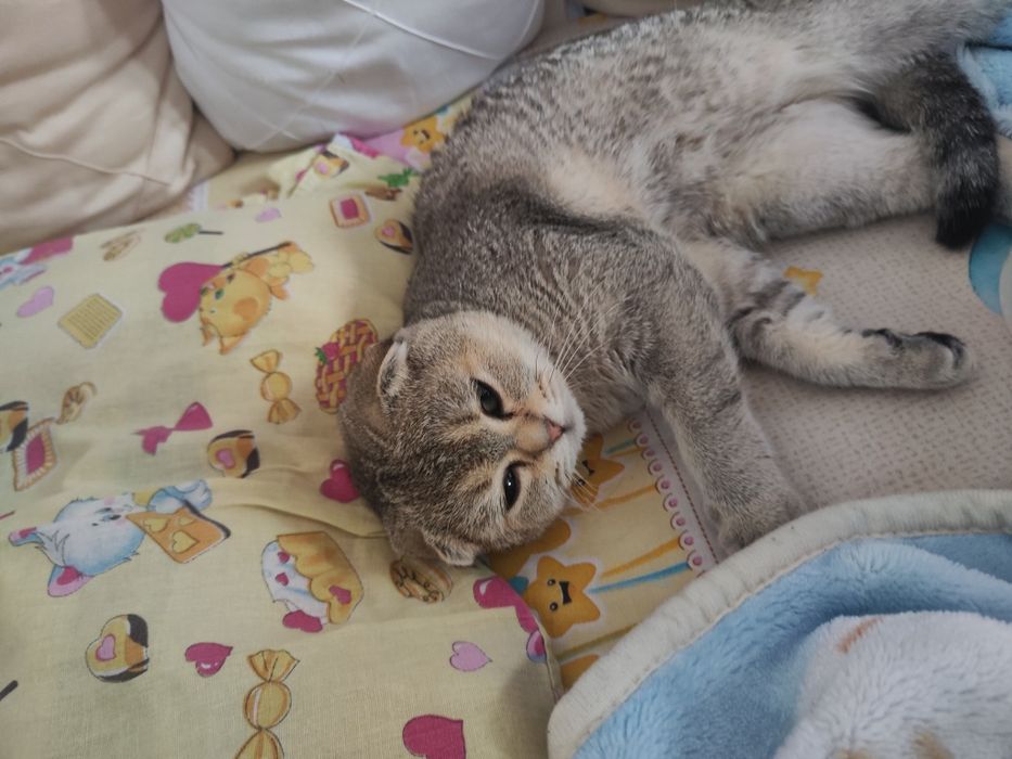 продам кошечку Скоттиш-фолд