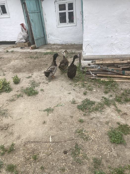 Утки Индаутка кряквы