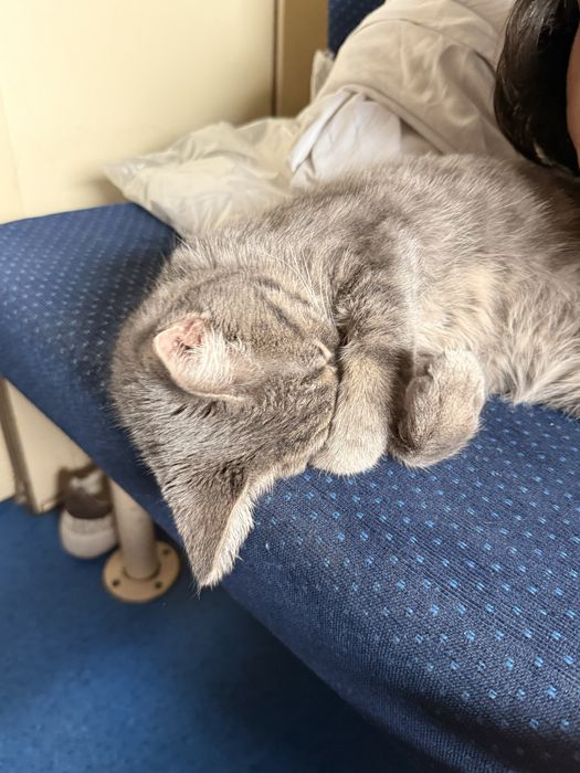 Отдам кота в добрые руки