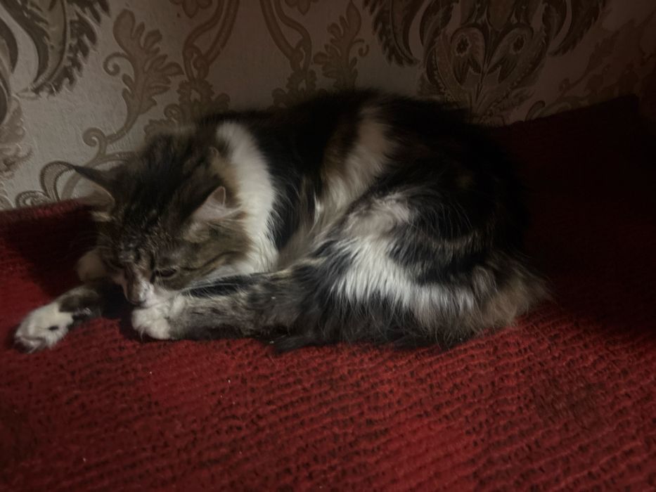 Отдам кошек даром домашний в хороший руки