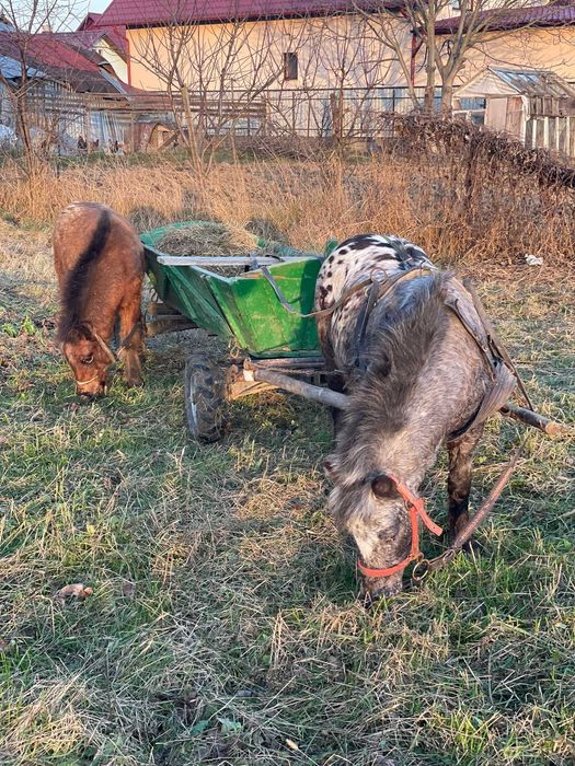 Vând mânz de ponei apalosa