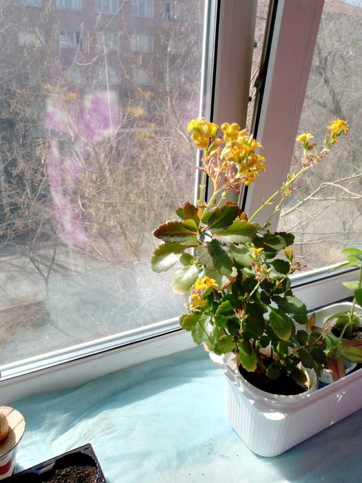 Продам цветок Каланхое