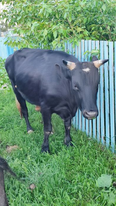 Продам быка 2,4 года