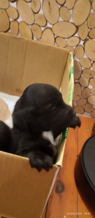 Подарявам кокершпаньолчета