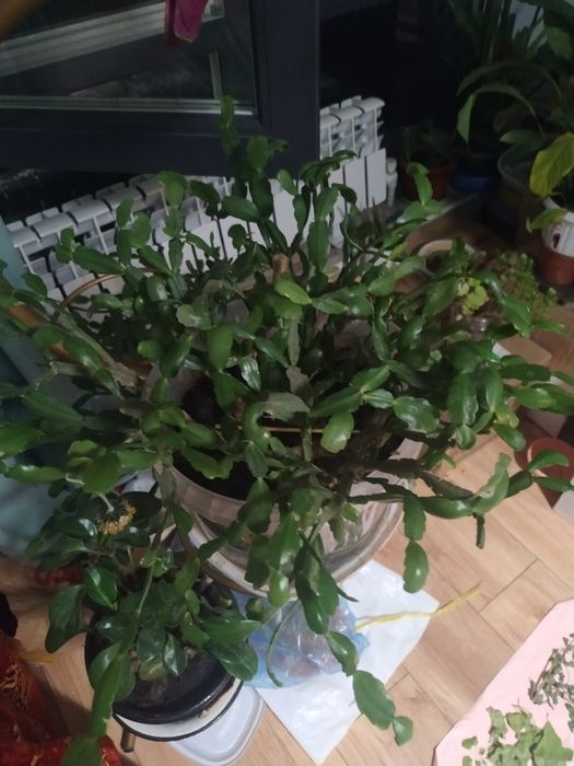 Цветы домашние. Много разных