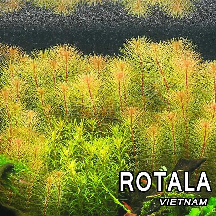 Oferta Plante rare de acvariu - Preturi economice