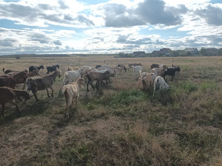 Vând 40 de capre