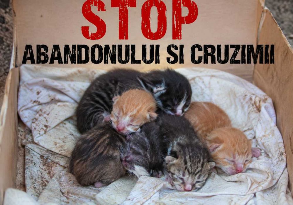 Castrare / sterilizare GRATUITA pentru catei si pisici
