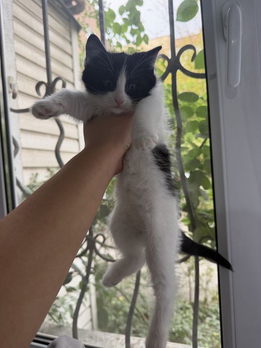 Котята в хорошие руки
