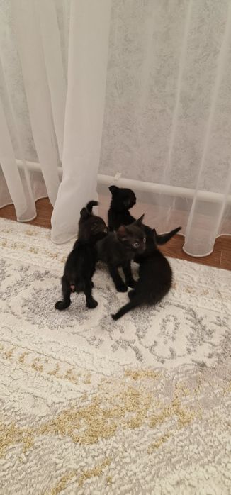 Отдам добрые ручки котят