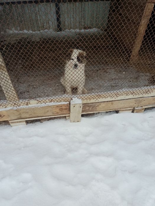 Төбет күшік сатамын