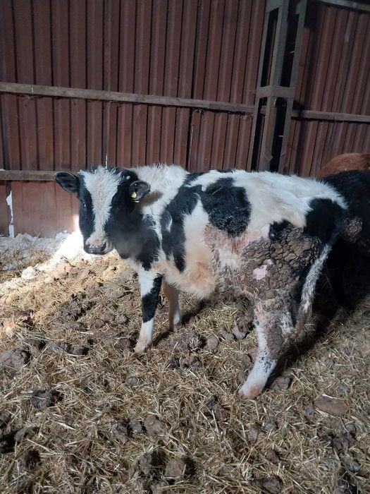 Продам КРС (Бычки, 7 голов)