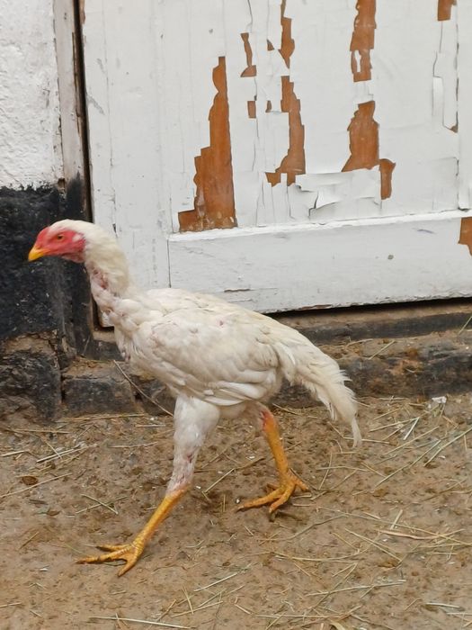 Дакан белый боевой