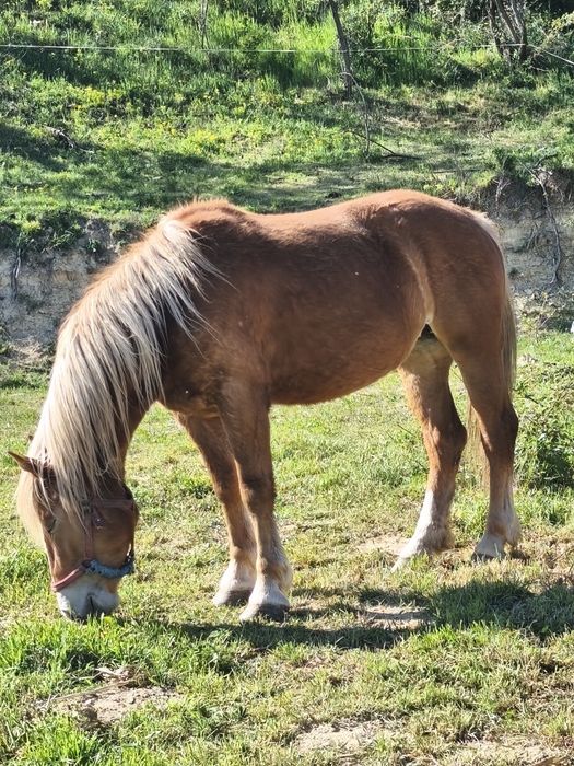 Vând o mânză și un mânz