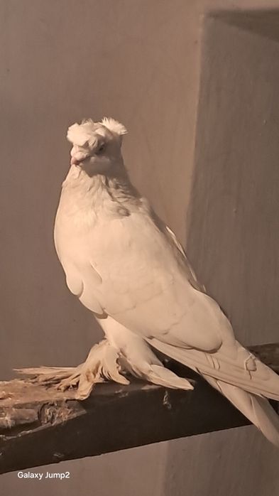 Голуби продаётся пора гульбадам самец соч Голубка продаётся