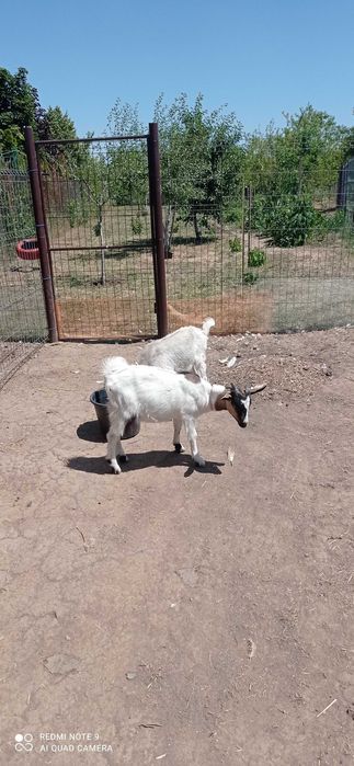 O capră și un țap