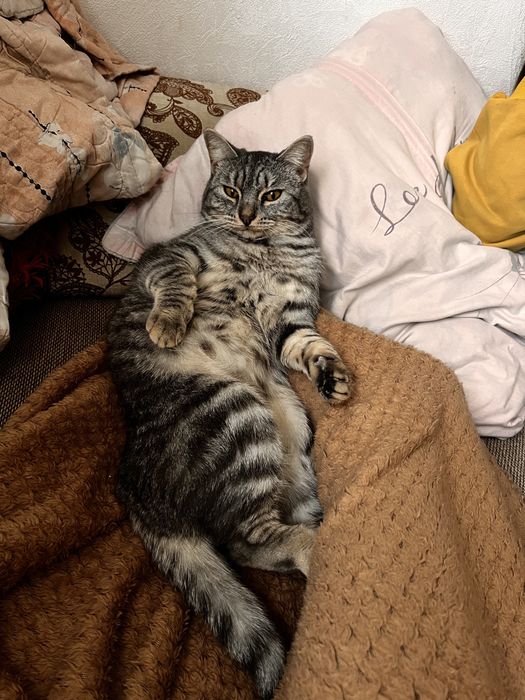 отдам кошку в хорошие руке