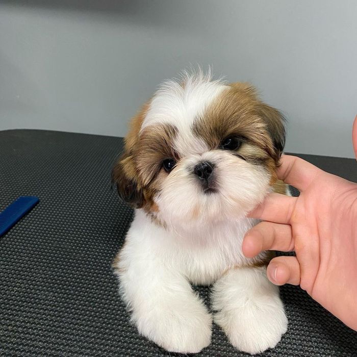 Shih Tzu Mini Toy