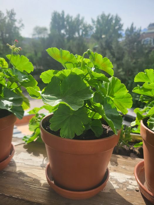 Розебудная пеларгония ROSE