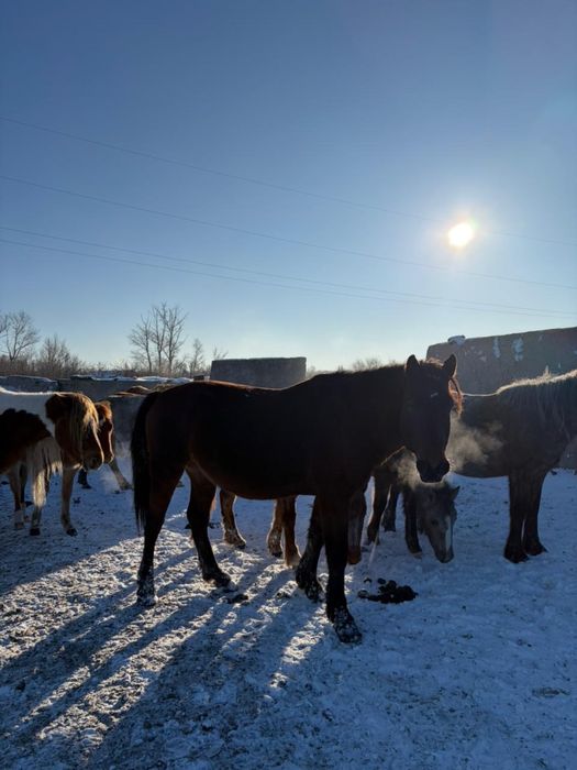 Айғыр / Жеребец продаю