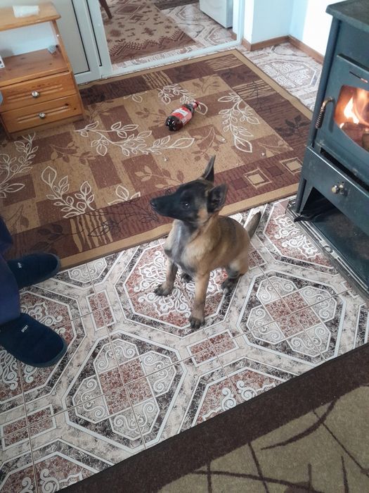 Белгийска овчарка малинуа