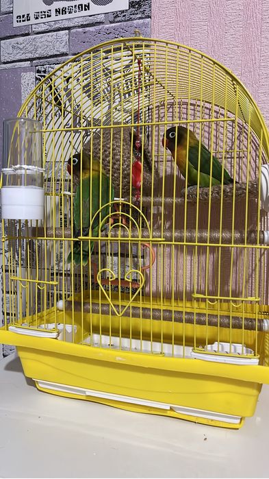 Продам Масковых Неразлучников