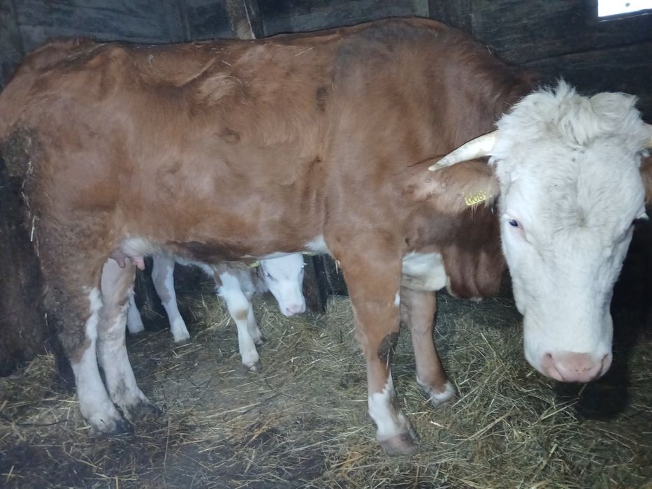 Vacă vânzare doi ani jumate