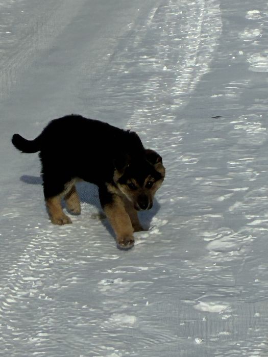 Ищем дом шенку добрые руки