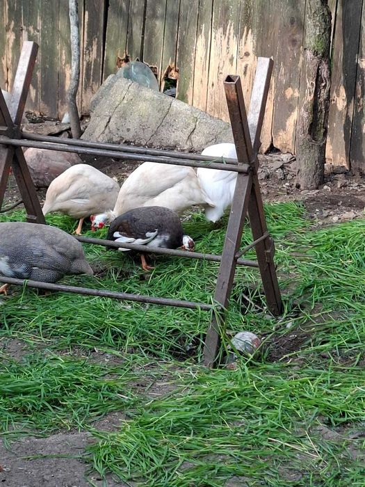 Oua de bibilica pentru incubat