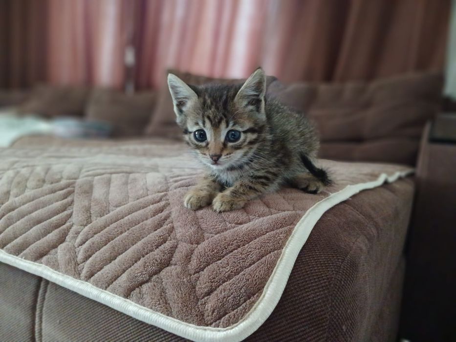 Отдадим котят в добрые руки
