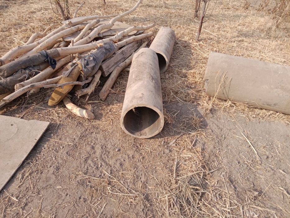 Begovot sobgʻoʻz da bu